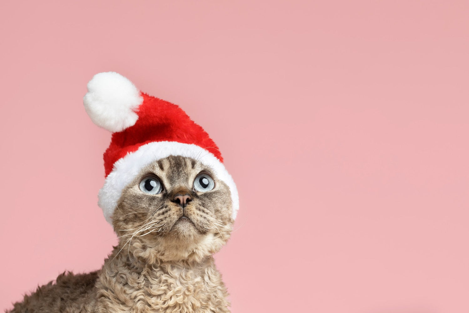 Why Every Cat Lover Needs a Cat Christmas Sweater This Year