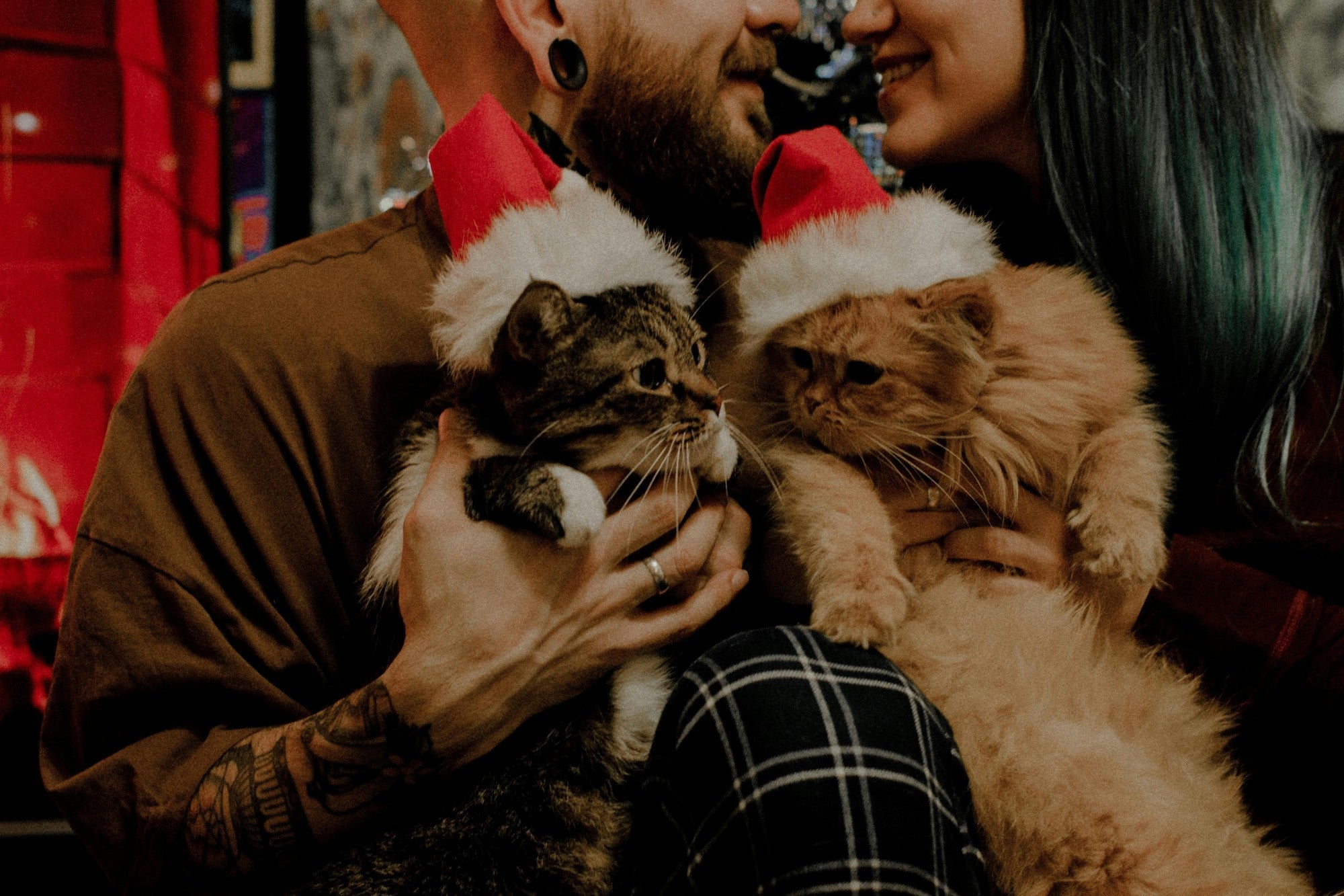 Pet-Friendly Holiday Looks: Cat Christmas Sweaters That Steal the Show